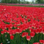 red tulip fields in the North of the Netherlands close to Lisse