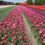 fields of tulips in the Netherlands around mid April