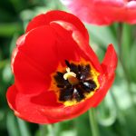 close up of a tulip in a tulip field in the Netherlands