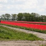 view of a people picking tulips in a tulip field by the road in the Netherlands mid april