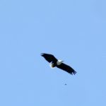 african fish eagle flying over the Kazinga channel in Queen Elizabeth National park in Uganda Africa
