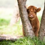 baby scottish highlander cow scratching his head on a tree to avoid flies in Lentevreugd nature reserve in the Netherlands, the cutest !