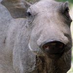cute baby warthog with one ear on the back looking and staring at me stupidely - Pumba in swahili - in Queen Elizabeth national park Uganda