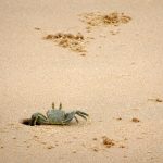 a crab is getting out of a hole in the sand on Bazaruto Island in Mozambique