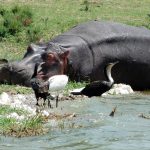birds with a sleeping hippopotamus at the Kazinga channel in Queen Elizabeth National Park in Uganda Africa