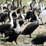 birds of the Kazinga channel Queen Elizabeth National park in Uganda Africa