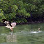 an eagle just flying out of the water after picking up fish during bird feeding in Langkawi island in Malaysia