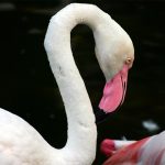a flamingo in Langkawi at the wildlife park and bird paradise in Malaysia