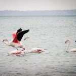 flamingos on the sea by the Bazaruto archipelago island in Mozambique during a stormy weather