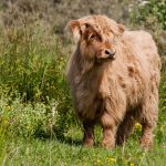 Very cute and fluffy wild baby highland cow coo in the nature reserve of Lenteveugd in the Netherlands where they run free