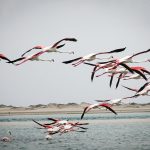 some flamingos are flying over the sea during a storm by Bazaruto island in Mozambique