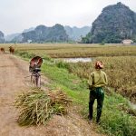 rice fields in Tam Coc with a woman and her bike and cows in the background