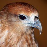 a hawk or a falcon in Langkawi wildlife park and bird paradise
