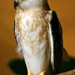 an eagle at the wildlife park and bird paradise in Langkawi island Malaysia