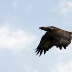 an eagle flying around before bird feeding in Langkawi island Malaysia