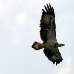 two eagles in Langkawi flying before eagle feeding