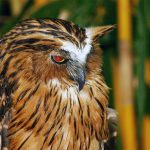 an owl at Langkawi bird paradise wildlife park in Malaysia