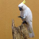 a white parrot at Langkawi bird paradise in Malaysia