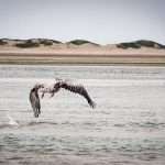 a pelican is flying off from the indian ocean by the Bazaruto archipelago island in Mozambique Africa