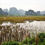 a rice field in Tam Coc Vietnam