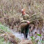 Vietnamese woman working in the rice fields in Tam Coc in Vietnam