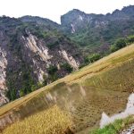 rice fields in Tam Coc Ninh Binh Vietnam