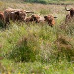 A cattle herd of Scottish wild cows running towards me I just had the time to click and get on the side! in Lentevreugd Netherlands