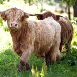 Scottish cows cattle walking in Lentevreugd nature reserve in the Netherlands and staring at me surprisingly
