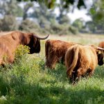 Scottish highlanders cattle walking in Lenteveugd nature reserve in Wassenaar in the Netherlands picture taken from the back