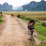 conical hat on a bike with cows and motorcycles in the background in Tam Coc Vietnam rice fields