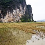 rice fields in Tam Coc seen from the biking route