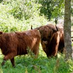 photo of three scottish highland cows cattle in a herd in Lenteveugd Dutch nature reserve by Wassenaar