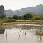 rice fields in Tam Coc Vietnam