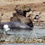 cohabitation in the Kazinga channel of a buffalo, a hippopotamus and birds in the Queen Elizabeth national park