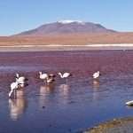 laguna colorada 03