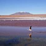 laguna colorada 06