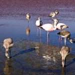 laguna colorada 09