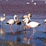 laguna colorada 10
