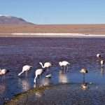 laguna colorada 12