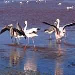 laguna colorada 20