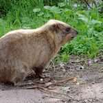 Cape Hyrax or Rock Hyrax (Procavia capensis) biblic animal in Israel