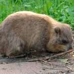 Rock hyrax or Procavia capensis biblic animal found in Israel