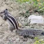 little indian palm squirrel eating something