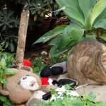 a stray cat found refuge in the cat village in St Julians Malta
