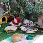 stuffed animal and refuge for stray cats in St. Julians Malta