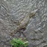 close up of an american crocodile in the river Tarcoles in the Puntarenas province in Costa Rica